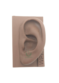 Modelo de orelha de silicone p/ estudo - Marromog:image