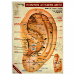 Mapa de ilustração dos pontos auriculares - 12ª edição - Profº Wagner P. Fonseca