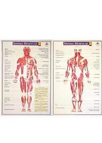 Mapa Sistema Muscular (2 pranchas)og:image