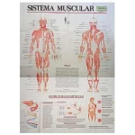 Mapa Sistema Muscular
