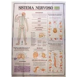 Mapa Sistema Nervoso