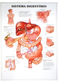 Pôster 3D Sistema Digestório em Alto-Relevoog:image