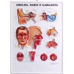 Poster  3D da Orelha, Nariz e Garganta em Alto-Relevo