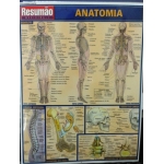 Resumão Anatomia