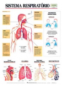 Mapa Sistema Respiratórioog:image