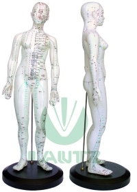 Modelo de corpo humano - Femininoog:image