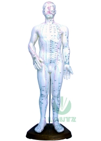 Modelo de corpo humano - Masculinoog:image